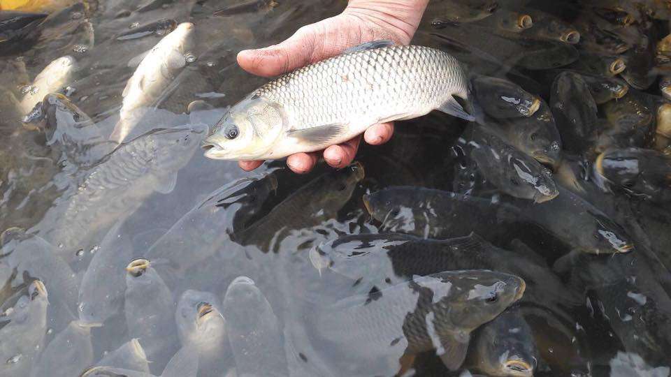Від Тарнополя до Тернополя