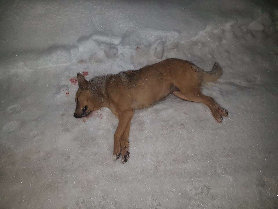 Від Тарнополя до Тернополя