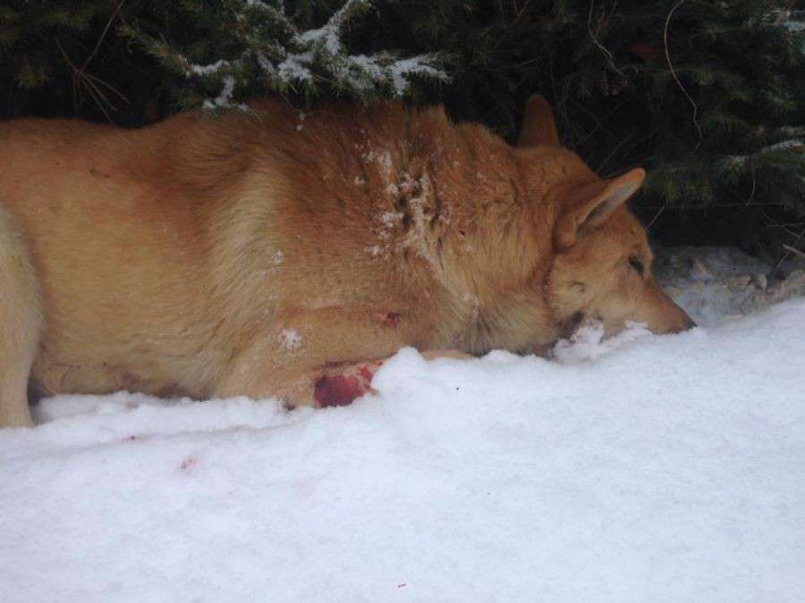 Від Тарнополя до Тернополя