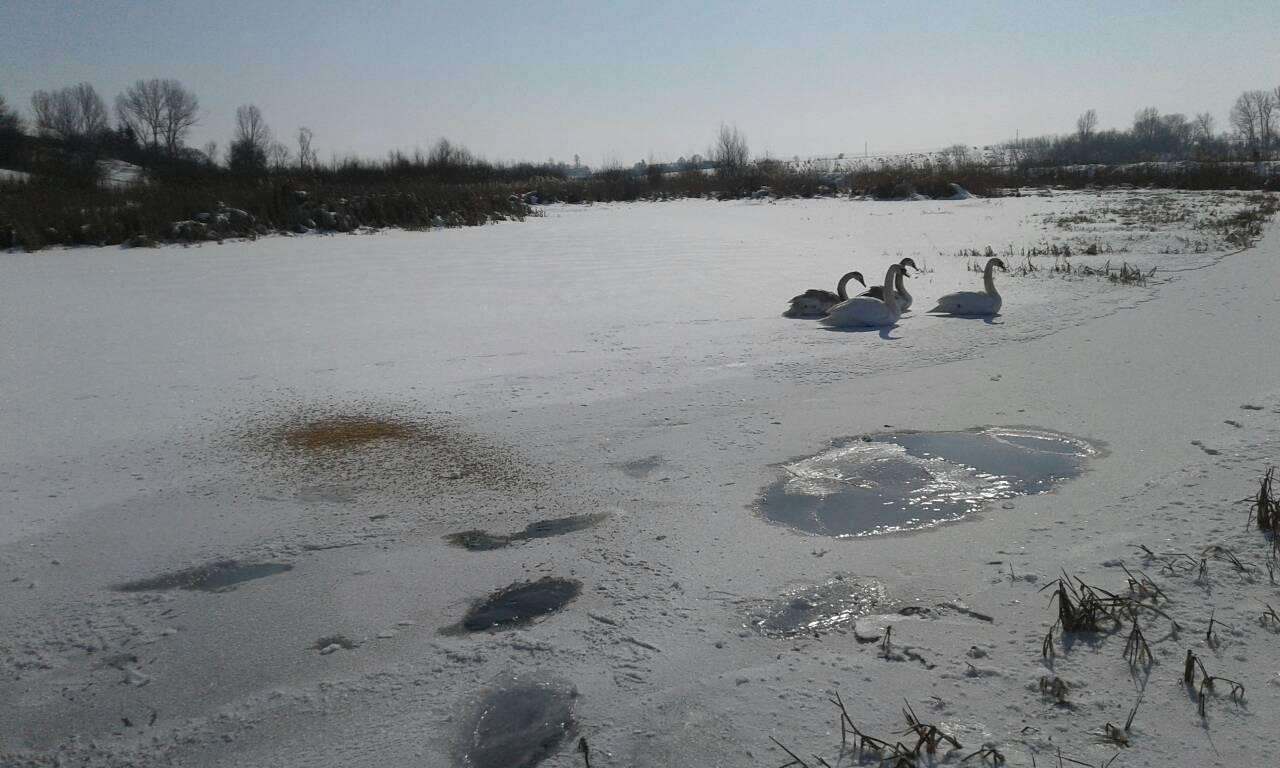 Від Тарнополя до Тернополя