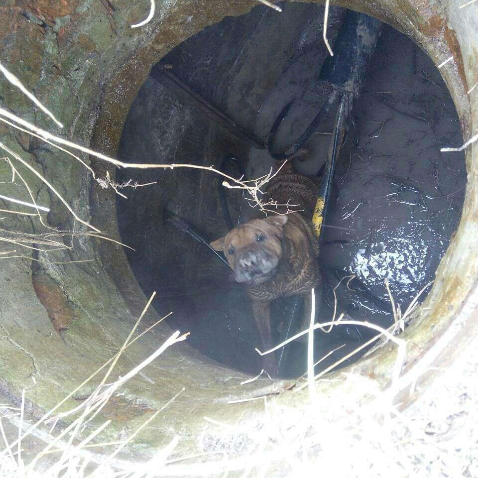 Від Тарнополя до Тернополя