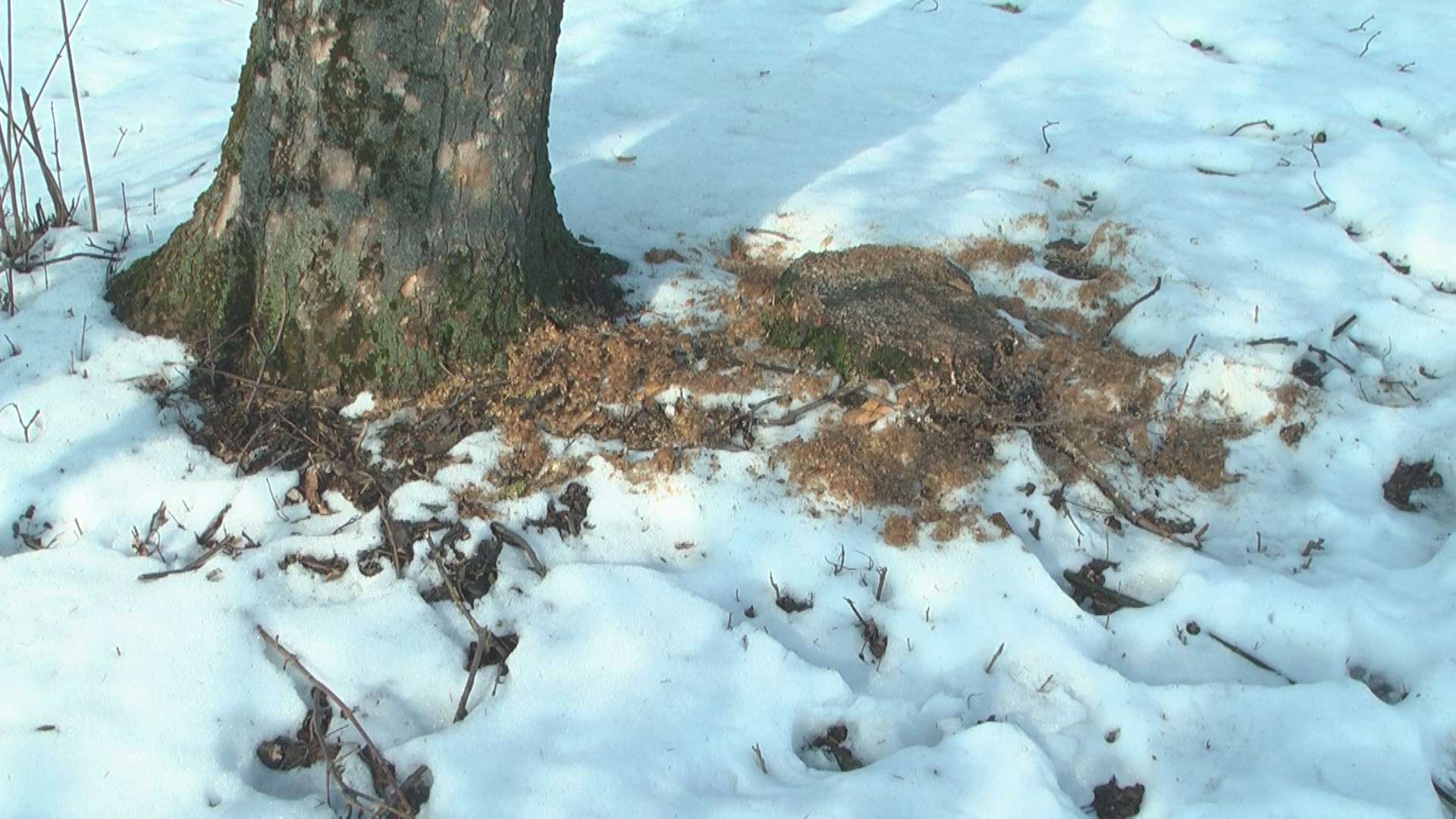 Від Тарнополя до Тернополя