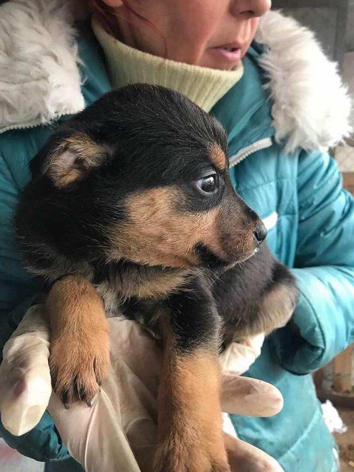 Від Тарнополя до Тернополя