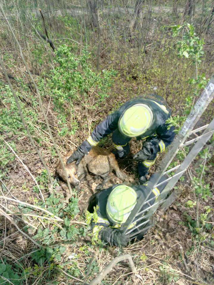 Від Тарнополя до Тернополя