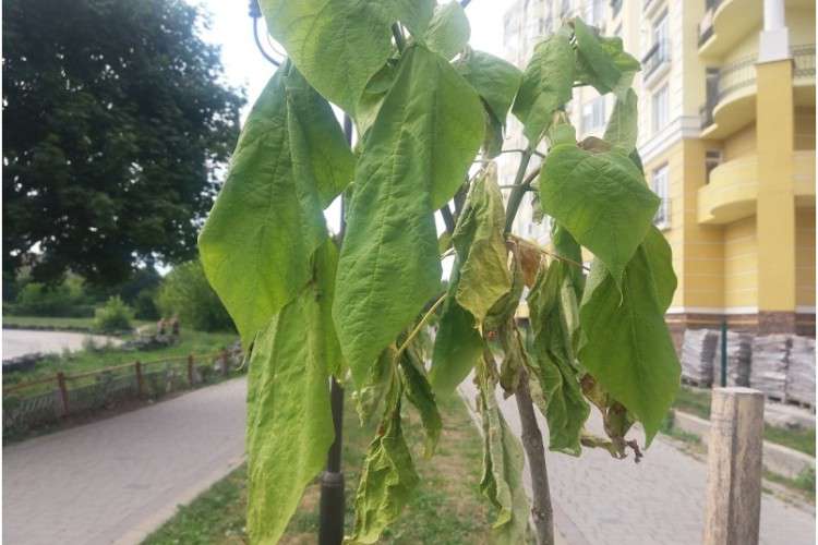Від Тарнополя до Тернополя