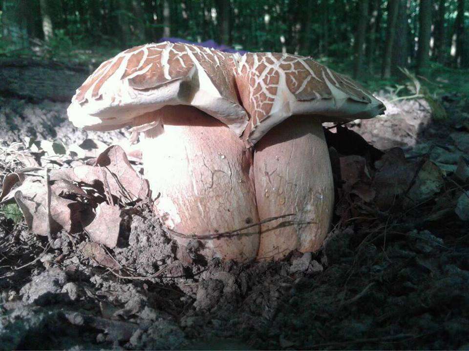 Від Тарнополя до Тернополя