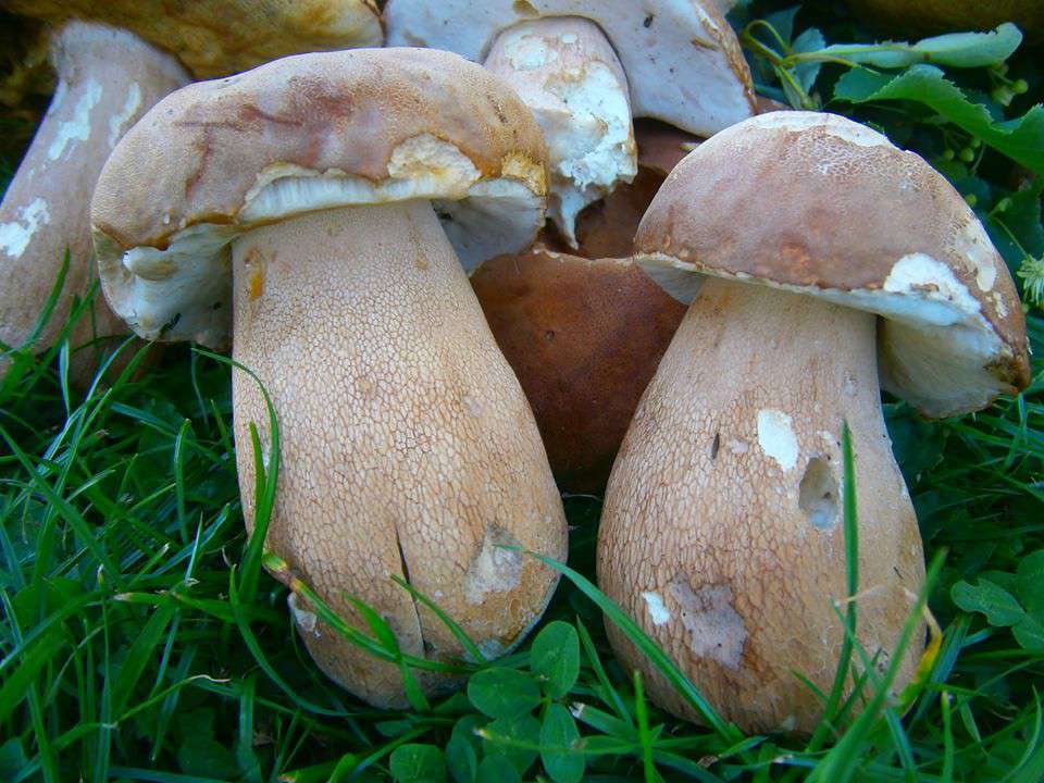 Від Тарнополя до Тернополя