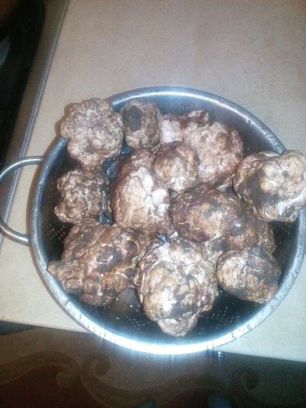 Від Тарнополя до Тернополя