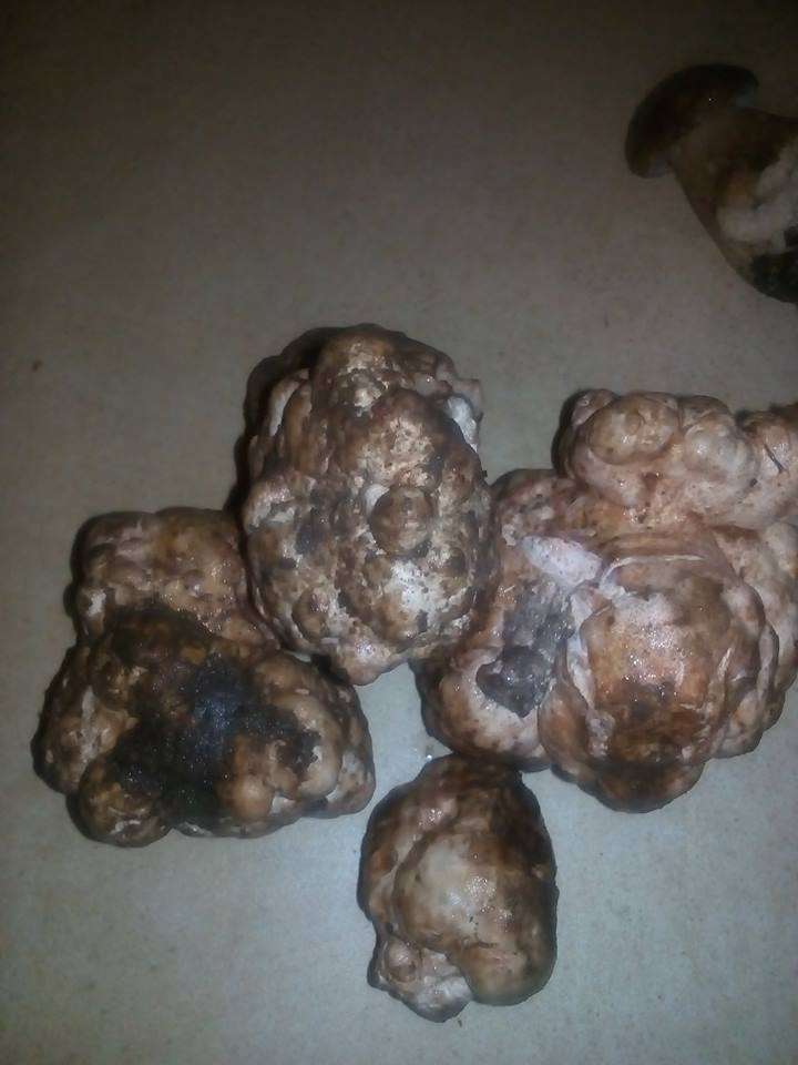 Від Тарнополя до Тернополя