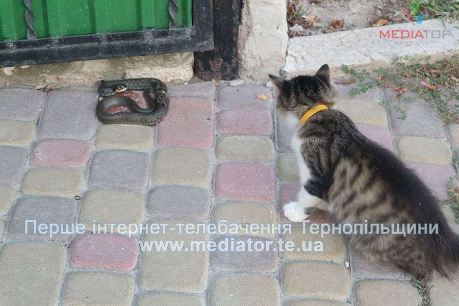 Від Тарнополя до Тернополя