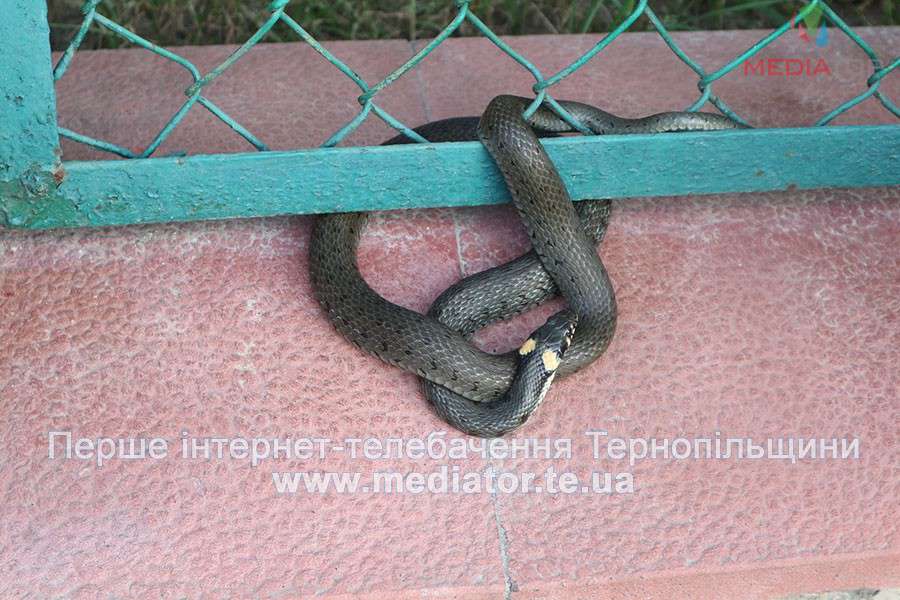 Від Тарнополя до Тернополя