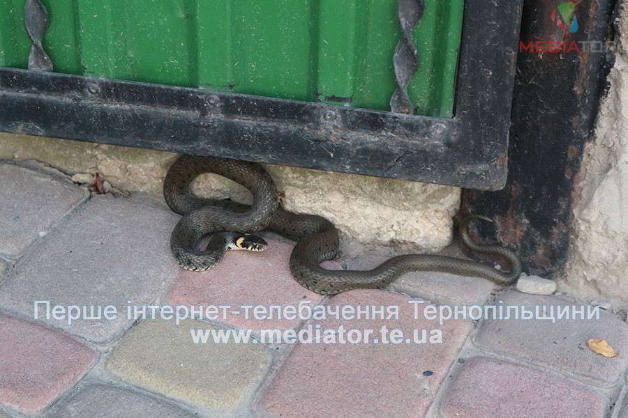 Від Тарнополя до Тернополя