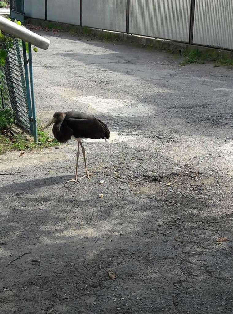 Від Тарнополя до Тернополя