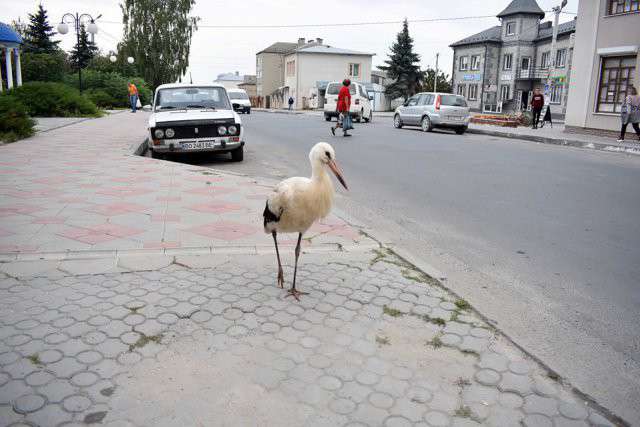 Від Тарнополя до Тернополя