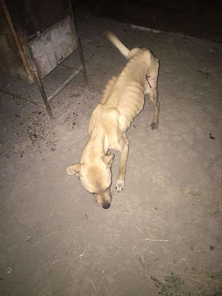 Від Тарнополя до Тернополя
