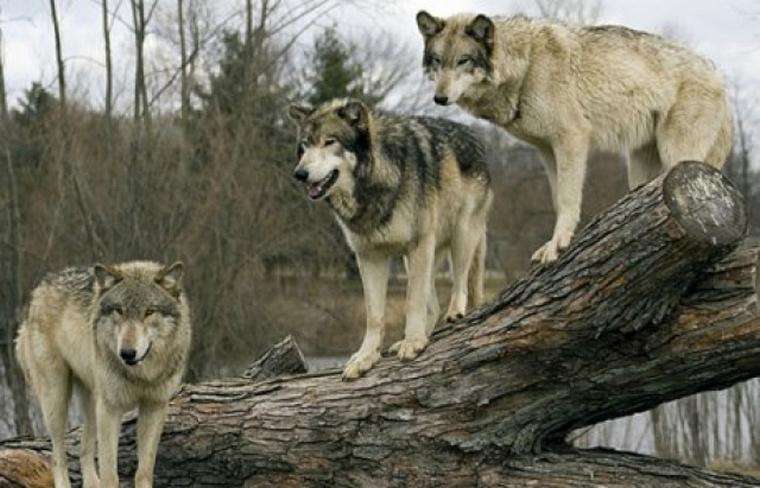 Від Тарнополя до Тернополя