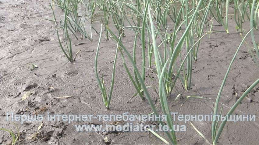 Від Тарнополя до Тернополя