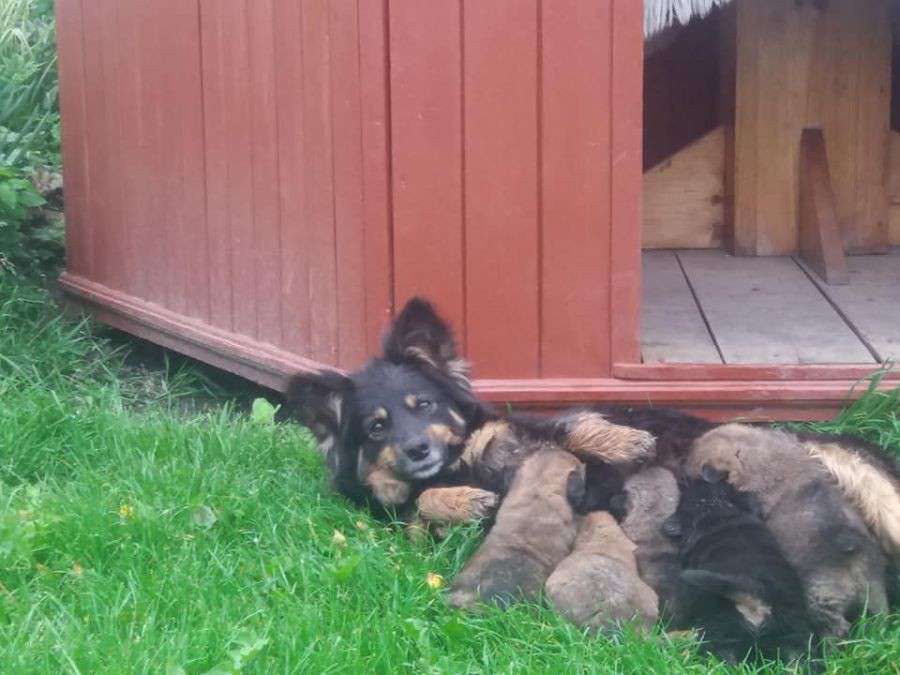 Від Тарнополя до Тернополя