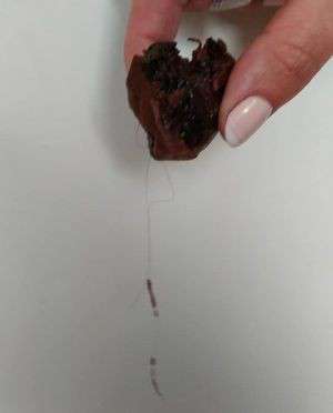 Від Тарнополя до Тернополя