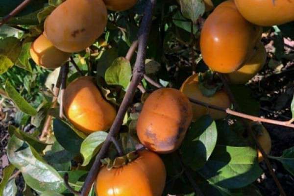 Від Тарнополя до Тернополя