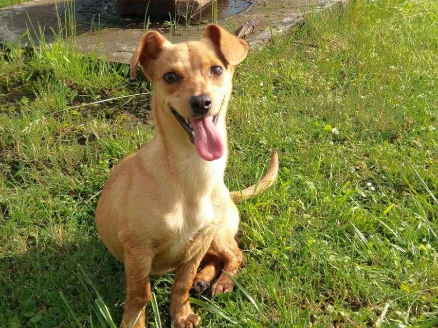 Від Тарнополя до Тернополя