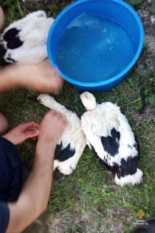 Від Тарнополя до Тернополя