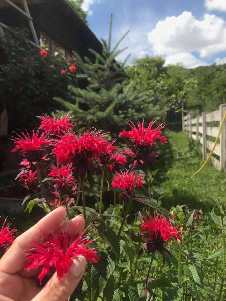 Від Тарнополя до Тернополя