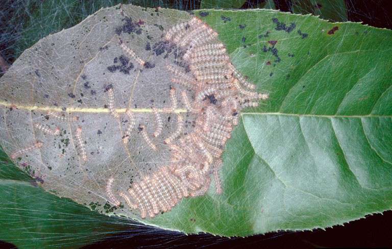 Від Тарнополя до Тернополя
