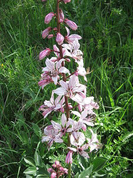Від Тарнополя до Тернополя