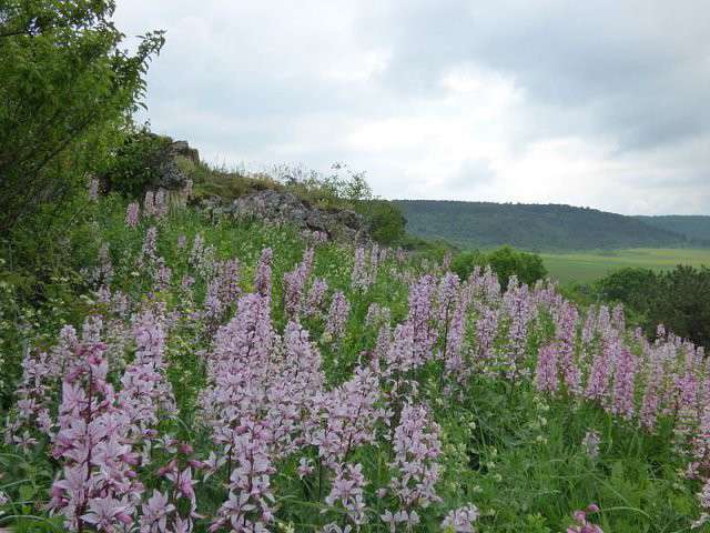 Від Тарнополя до Тернополя