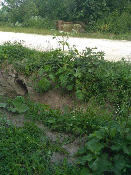 Від Тарнополя до Тернополя