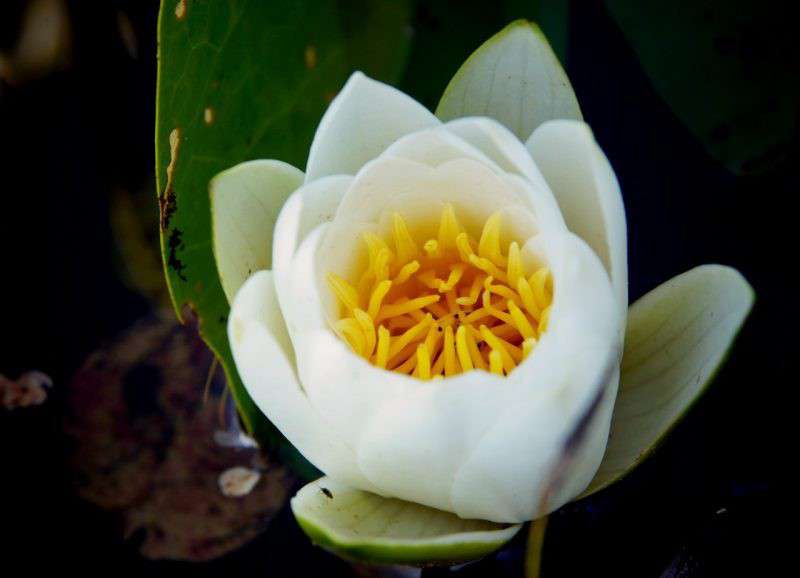 Від Тарнополя до Тернополя