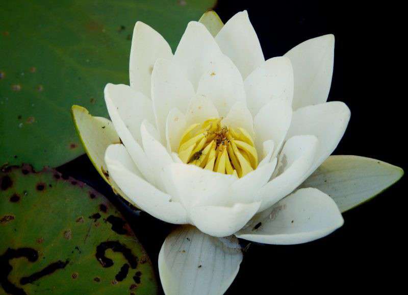 Від Тарнополя до Тернополя