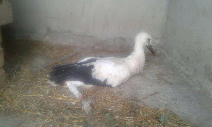 Від Тарнополя до Тернополя