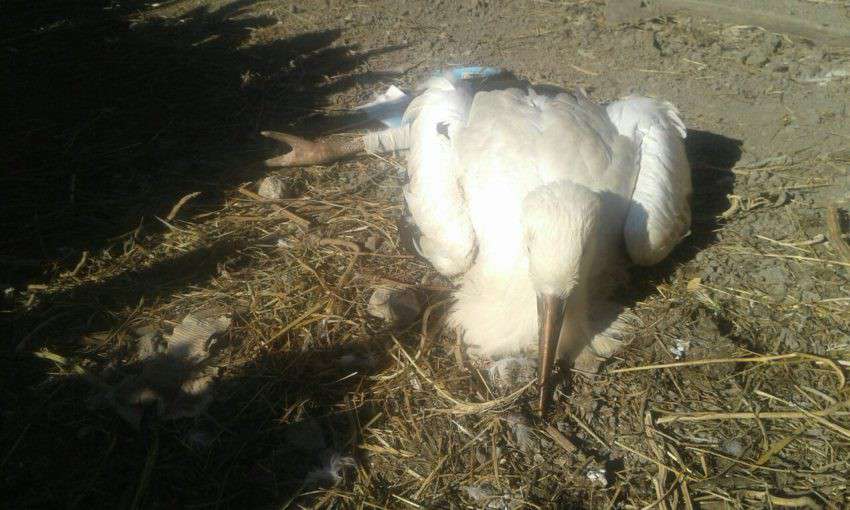 Від Тарнополя до Тернополя