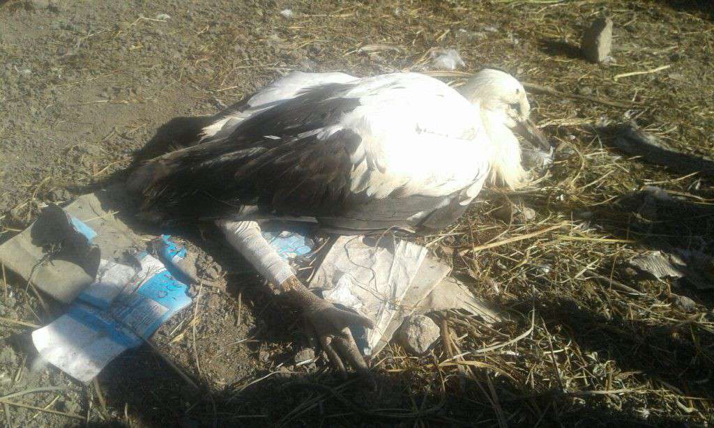 Від Тарнополя до Тернополя