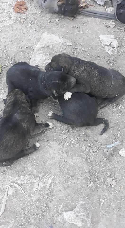 Від Тарнополя до Тернополя