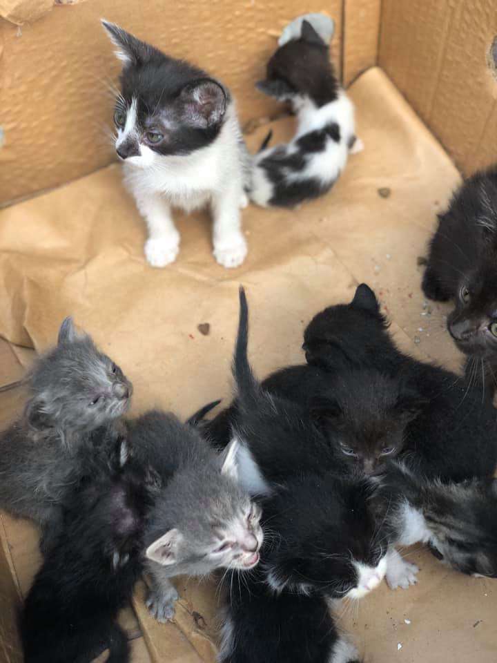 Від Тарнополя до Тернополя