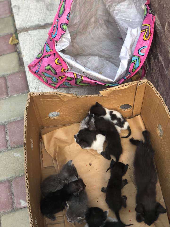 Від Тарнополя до Тернополя