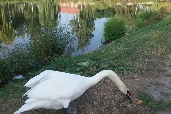 Від Тарнополя до Тернополя