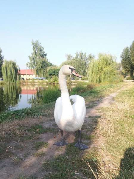 Від Тарнополя до Тернополя