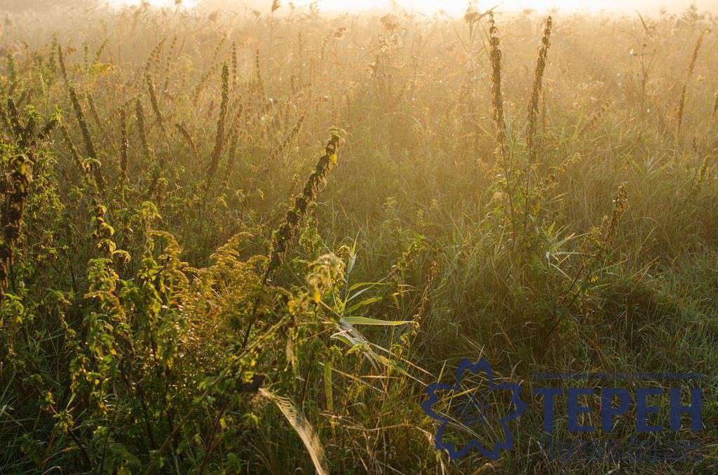 Від Тарнополя до Тернополя