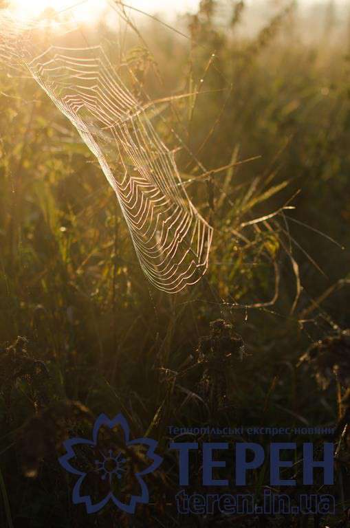 Від Тарнополя до Тернополя