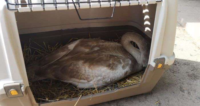 Від Тарнополя до Тернополя