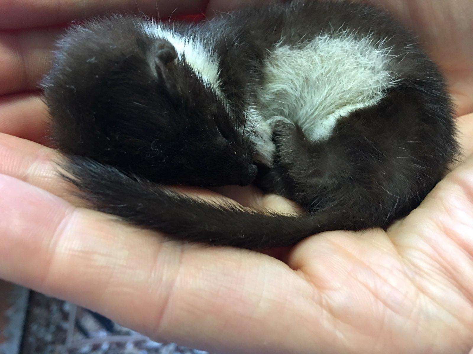 Від Тарнополя до Тернополя