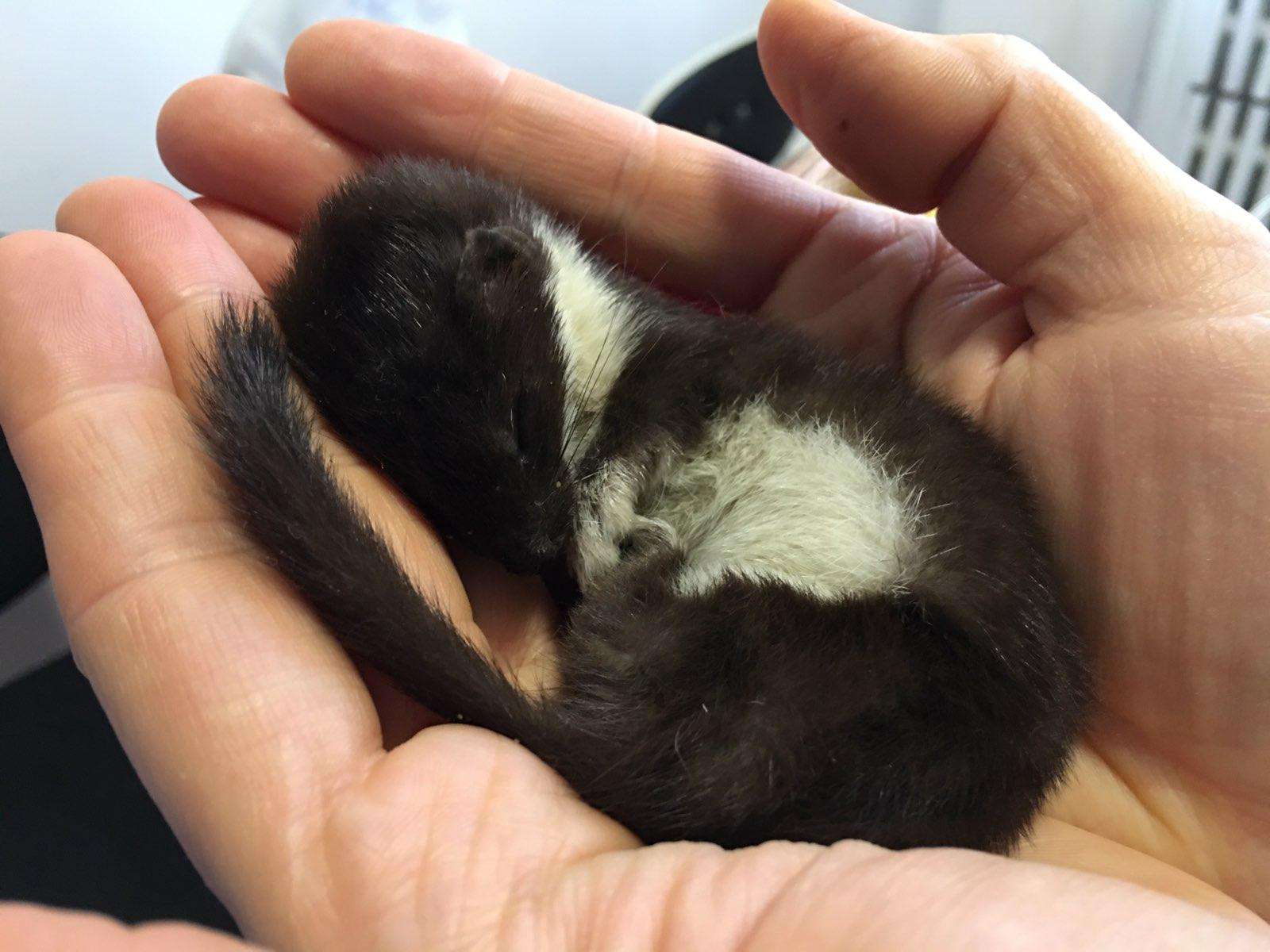 Від Тарнополя до Тернополя