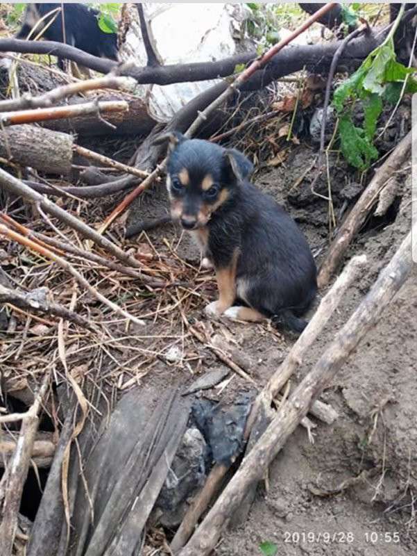 Від Тарнополя до Тернополя
