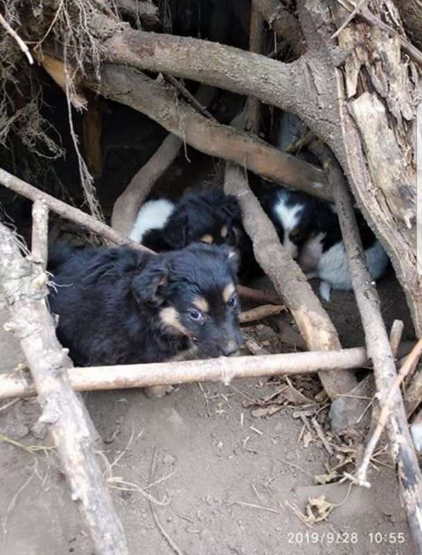 Від Тарнополя до Тернополя