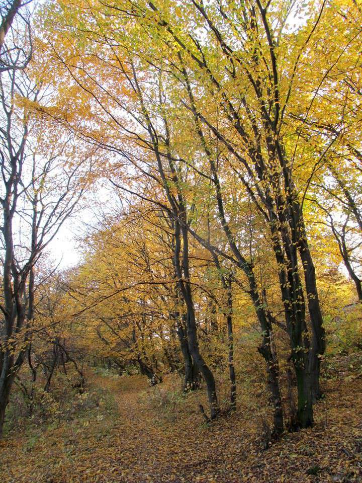 Від Тарнополя до Тернополя