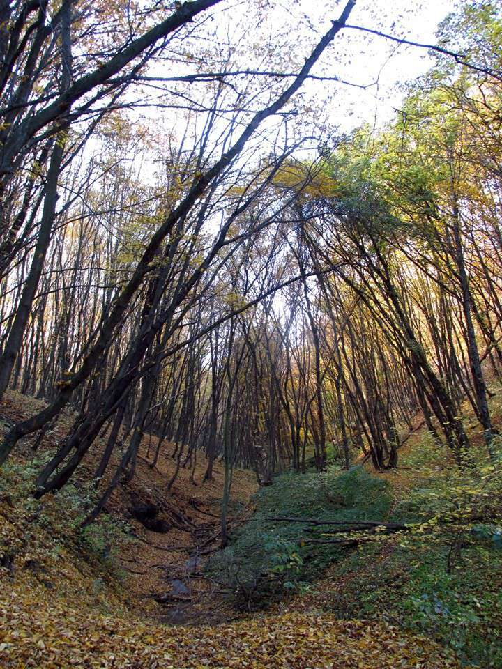 Від Тарнополя до Тернополя